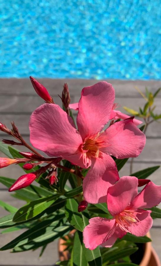 Lodge Insolite Avec Piscine Au Bonheur Comtois *